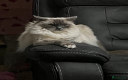 Ragdoll cats for sale: GCCF REGISTERED DNA TESTED PARENTS AND CLEAR  - Image 26