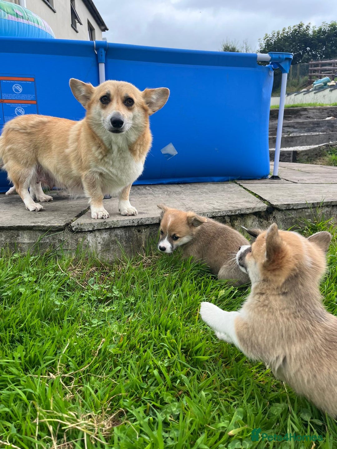 Welsh Corgi Pembroke dogs for sale: Fully vaccinated beautiful corgis - Image 9