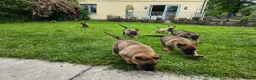 Mixed Breed dogs for sale: Shepherd's available.  Last 2 £500 - Advert 9