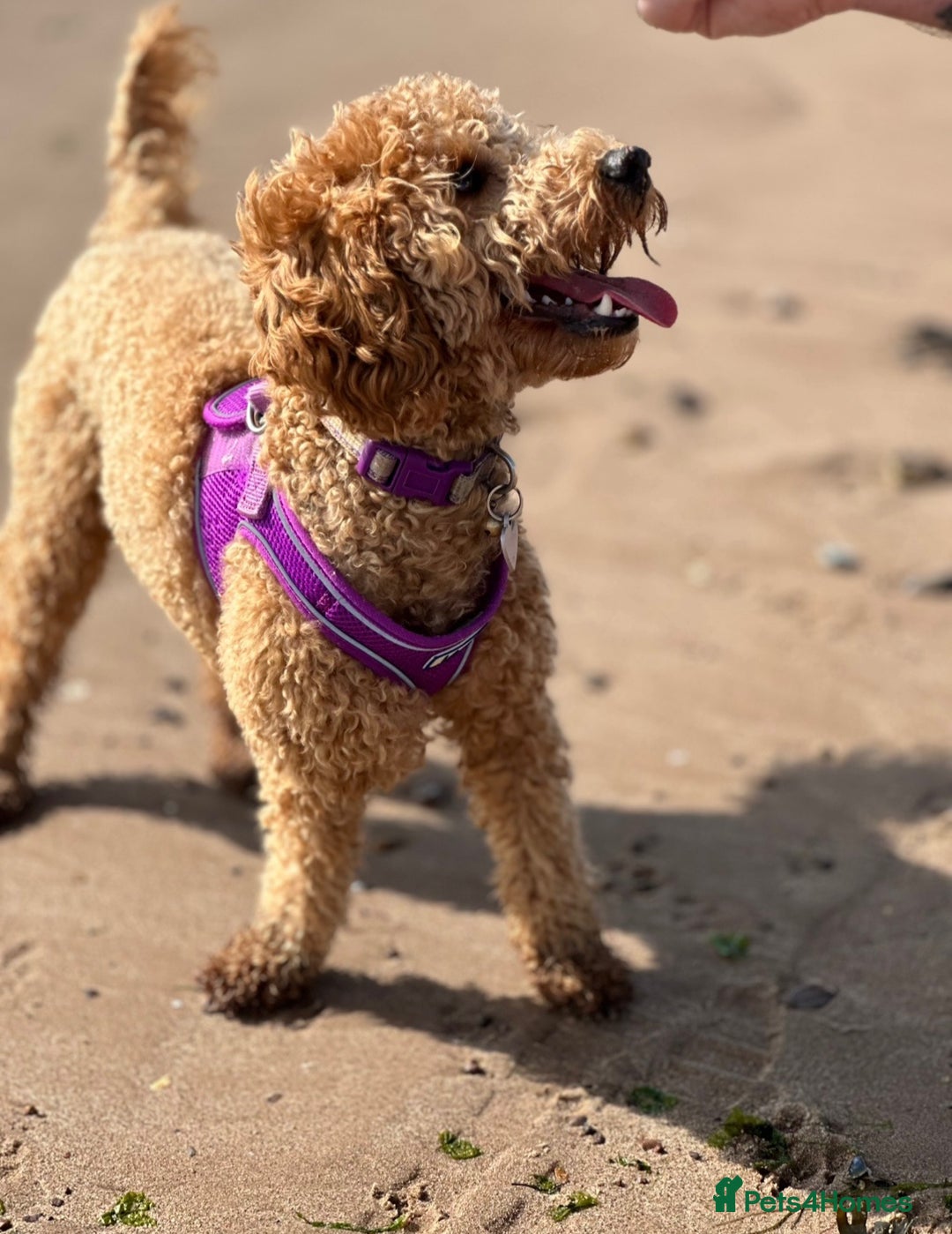 Schnoodle dogs for sale: Schnoodle puppies  - Advert 11