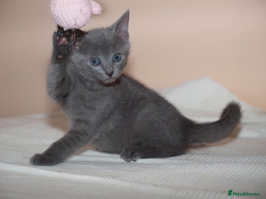 Russian Blue cats for sale: Russian Blue Kittens - 2 Boys left - Image 9