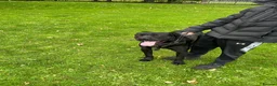 Cane Corso dogs for sale: X4 female cane corso  - Advert 22