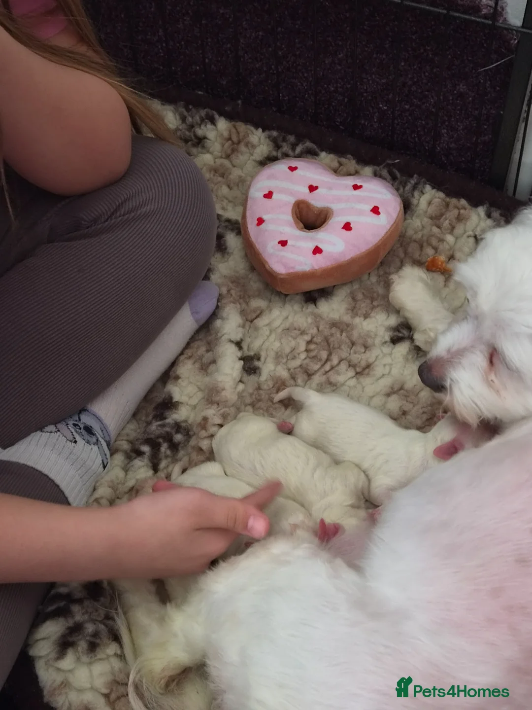 Maltese dogs for sale: Beautiful Maltese pupies - Advert 1