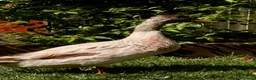 Ducks poultry for sale: 3 male ducks  in Blackburn - Advert 4