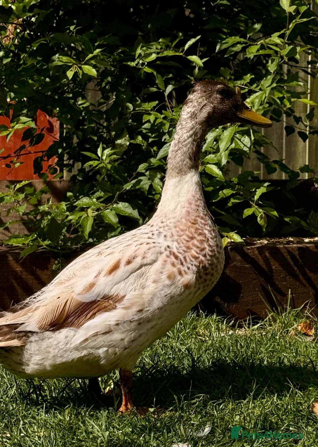 Ducks poultry for sale: 3 male ducks  in Blackburn - Advert 4