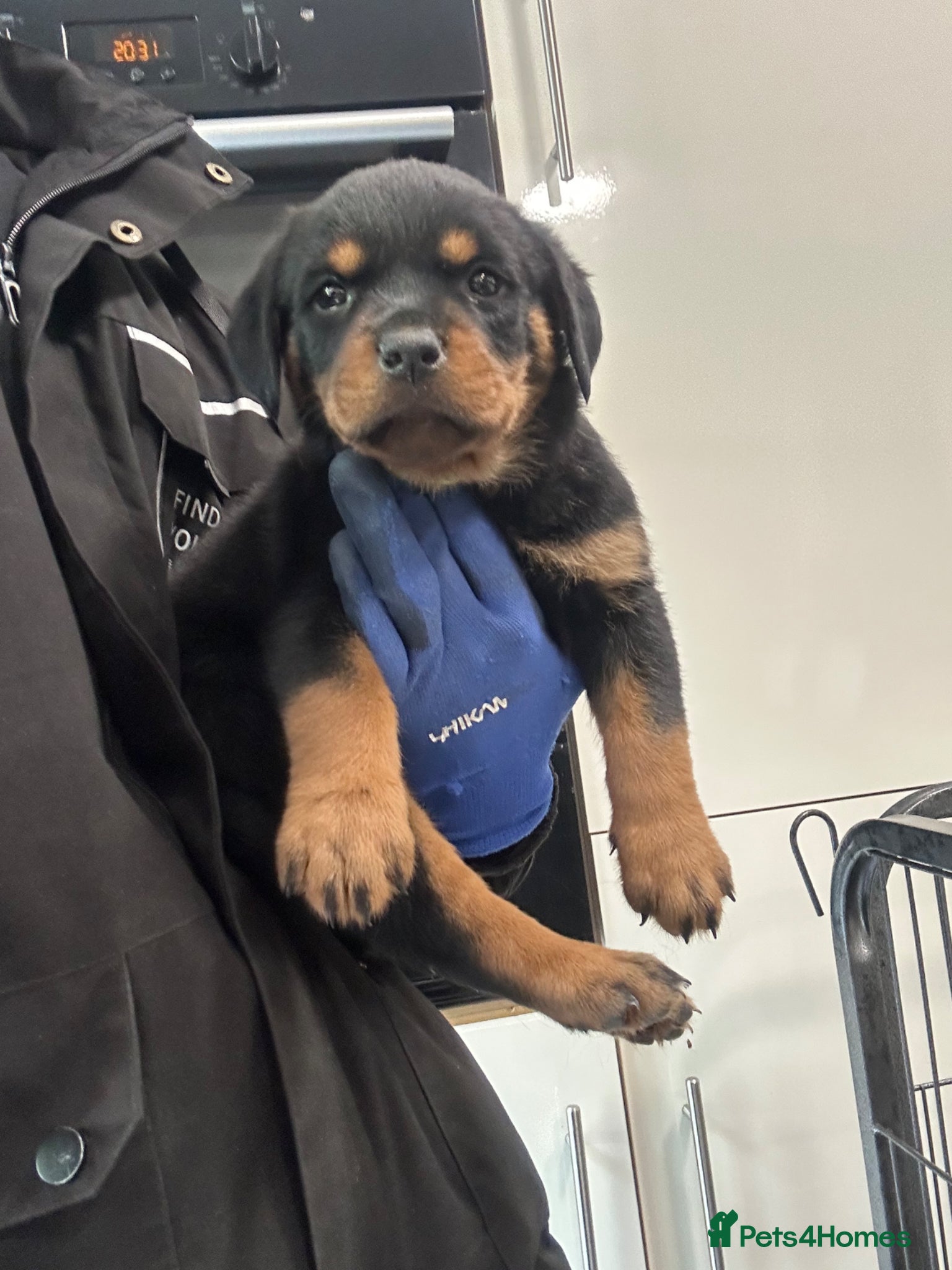 Rottweiler dogs for sale: Rottweiler Puppies  - Advert 26