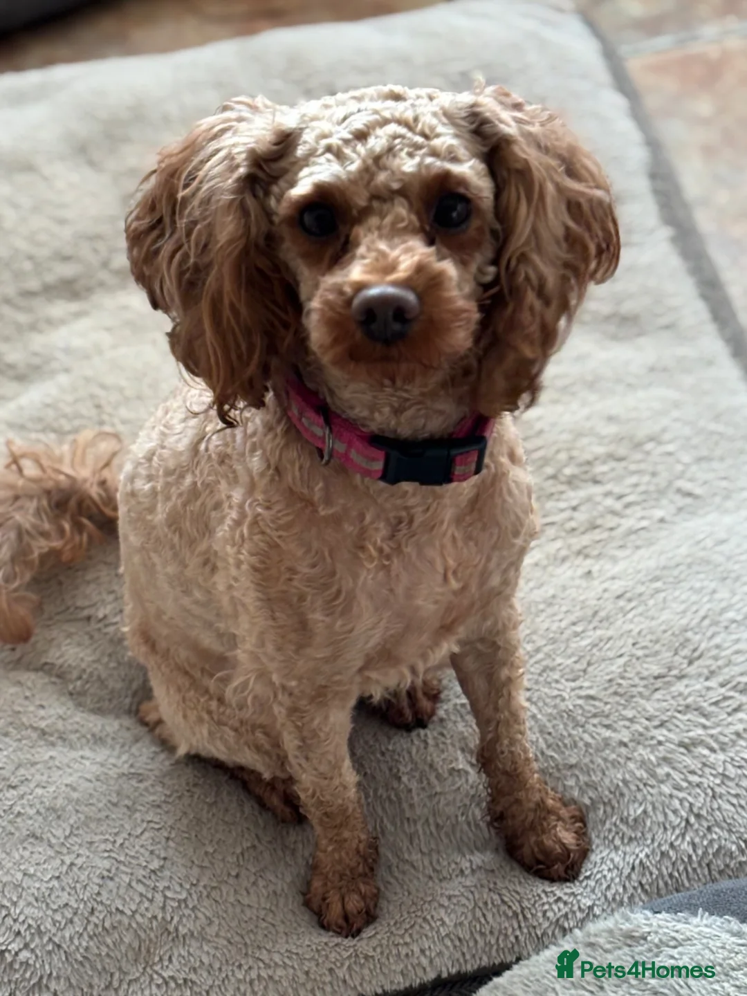 Toy Poodle dogs for sale: Toy poodle girl  - Advert 1