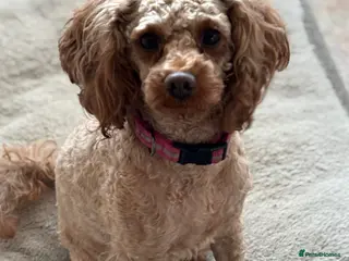 Toy Poodle dogs Toy poodle girl - Advert 2