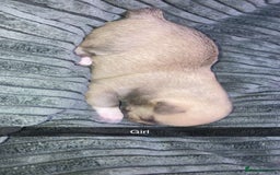 Chihuahua dogs for sale: Puppies for sale  - Image 7