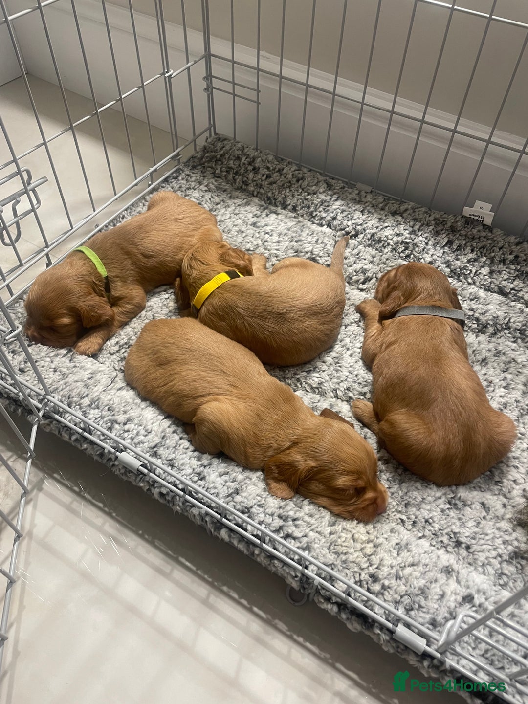 Cocker Spaniel dogs for sale: Cocker Spaniel puppies (ready 18/7/25) - Image 9