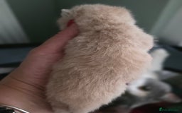 British Shorthair cats for sale: Excellent Quality BSH kittens for Reservation - Image 21
