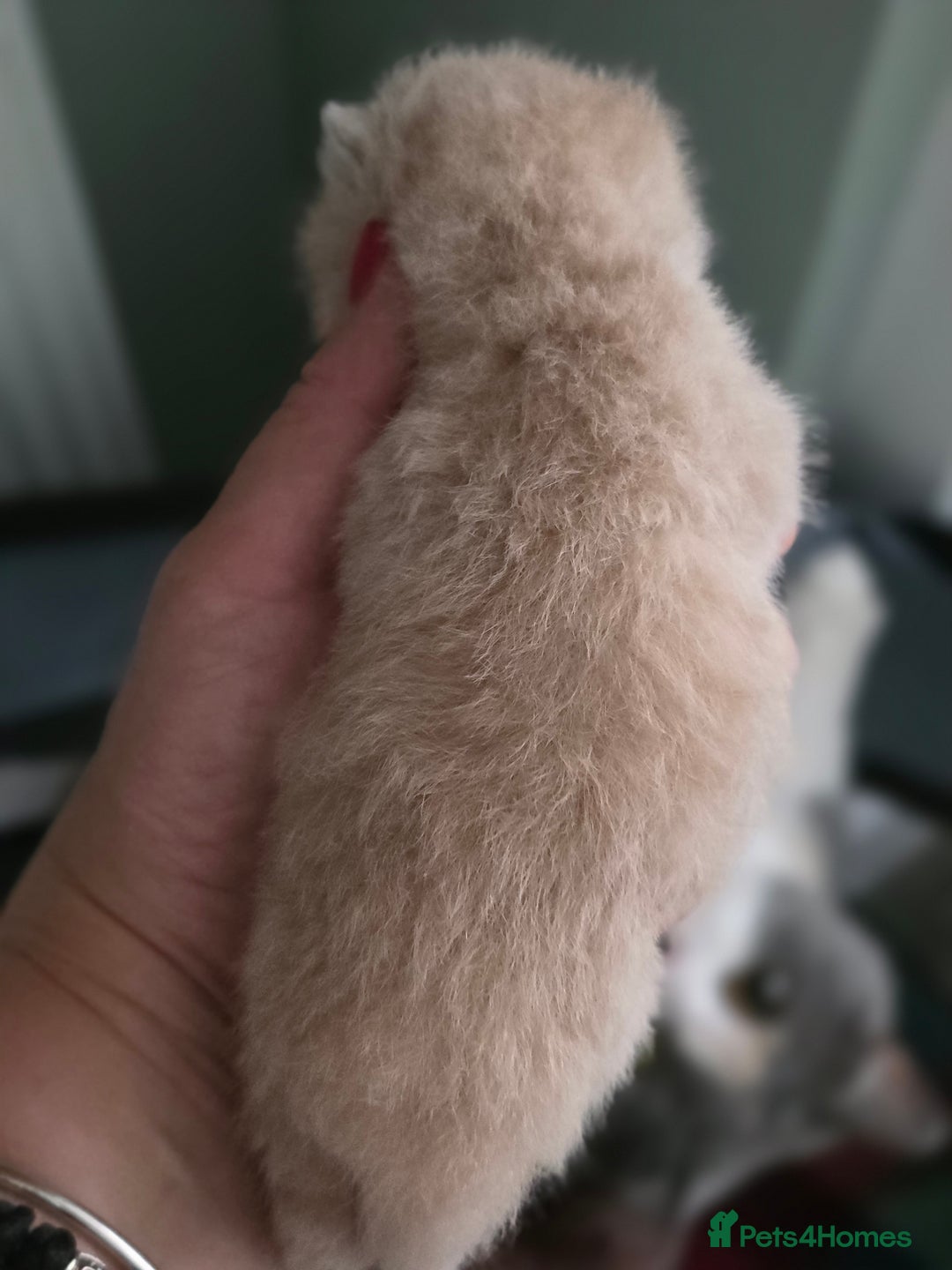 British Shorthair cats for sale: Excellent Quality BSH kittens for Reservation - Image 21