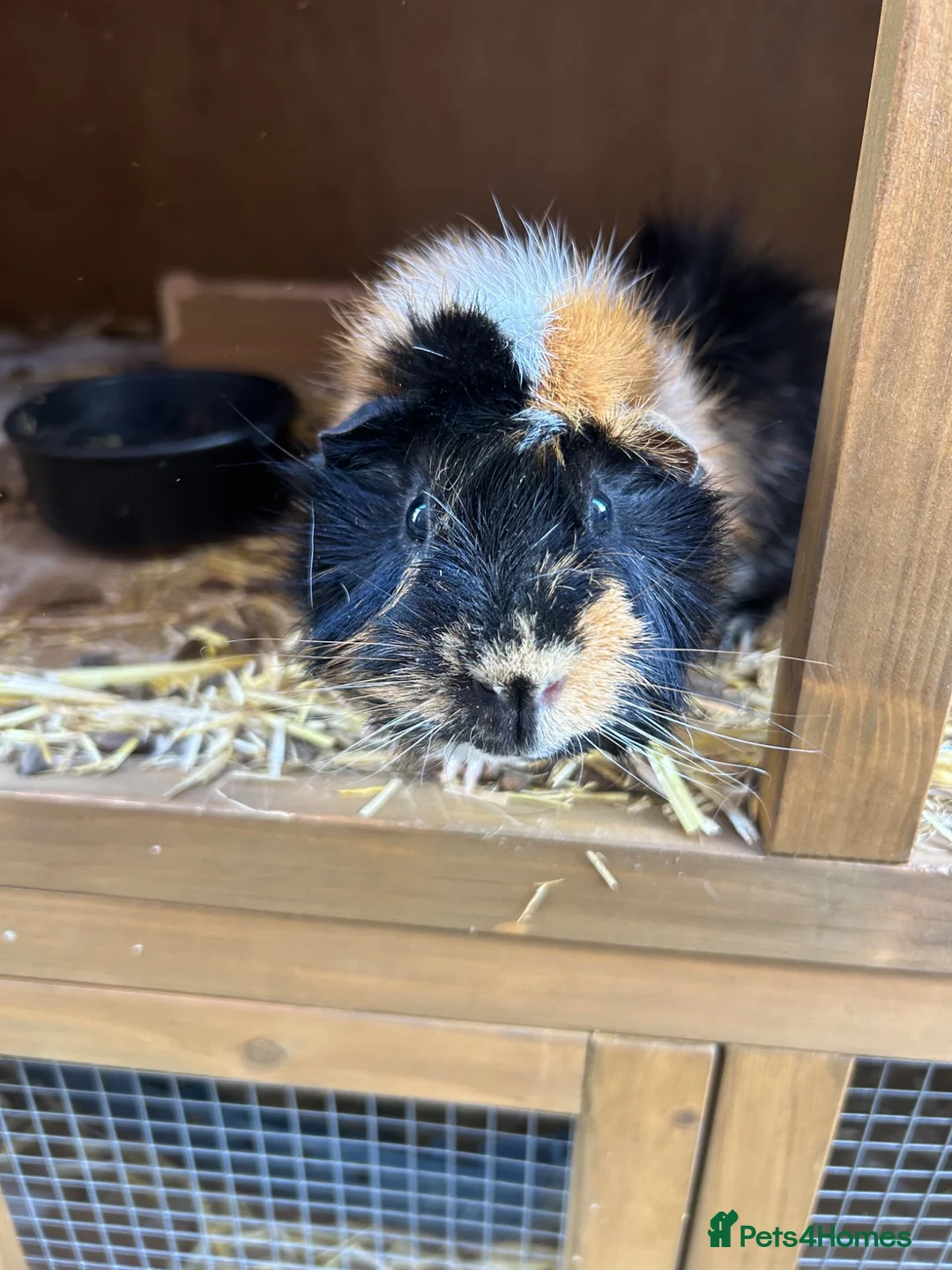 Guinea Pig rodents for sale: Tiggs the guinea pig - Advert 1