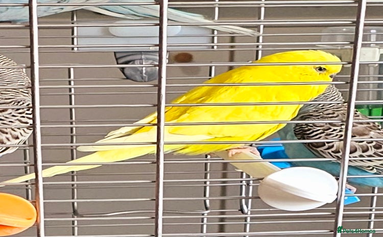 Budgerigars birds - Advert 15