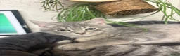 British Shorthair cats for sale: Princess Poppy  in Birkenhead - Advert 7