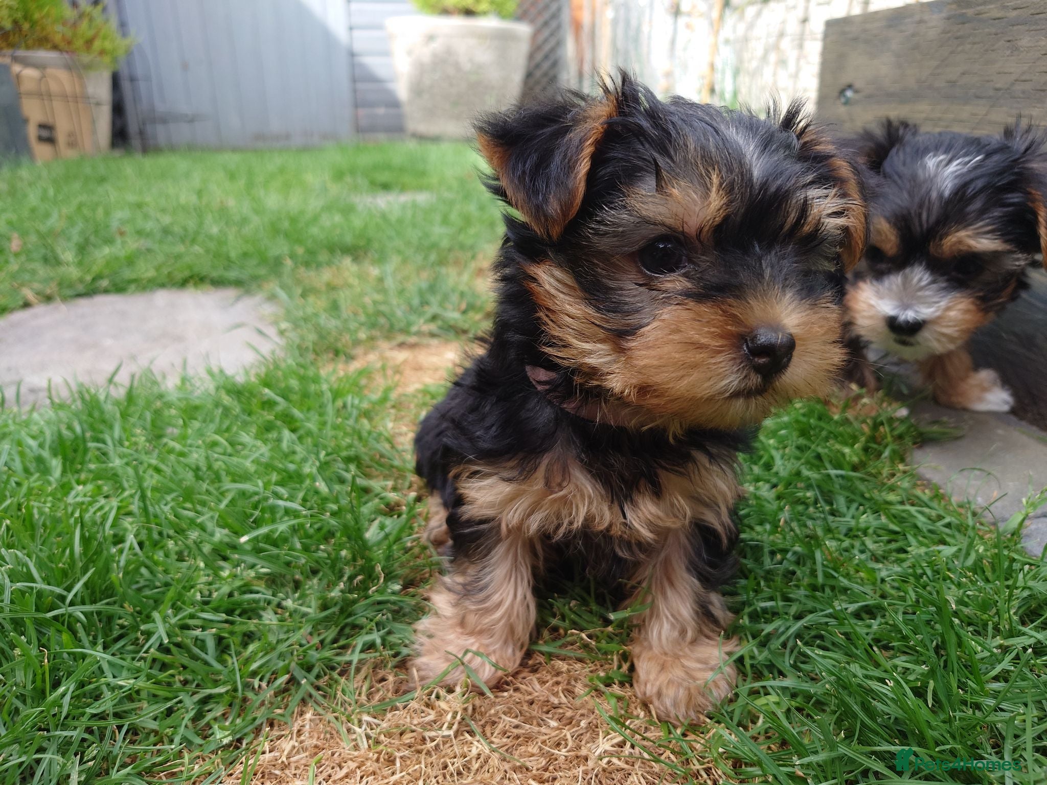 Yorkshire Terrier dogs Yorkshire puppies  - Advert 2