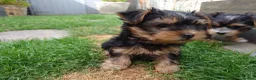 Yorkshire Terrier dogs for sale: Silver blue tan little girl left! - Advert 1