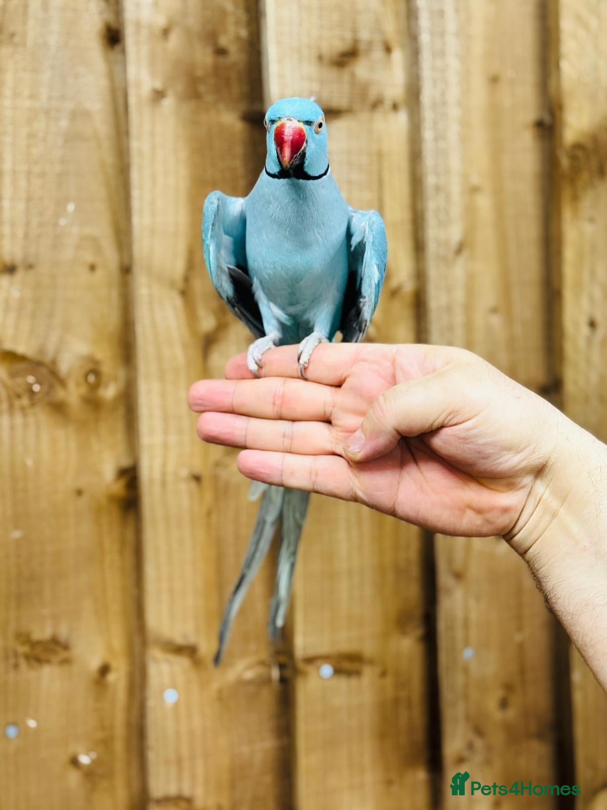 Ringnecks birds Baby blue ring neck  - Advert 5