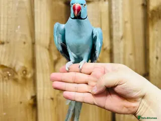 Ringnecks birds Baby blue ring neck - Advert 5