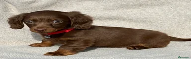 Miniature Dachshund 1