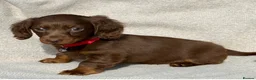 Miniature Dachshund dogs for sale: Miniature dachshund puppies  in Carmarthen - Advert 3