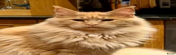 Maine Coon cats for stud: TICA Maine Coon Stud – Pedigree Lines - Advert 2