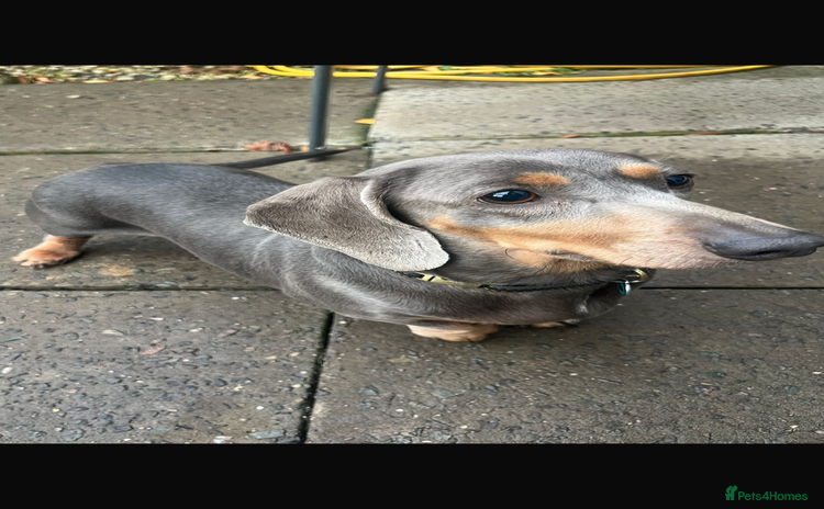 Dachshund dogs Miniature dachshund girl how a - Advert 6