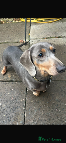 Dachshund dogs Miniature dachshund girl how a - Advert 1