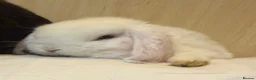 Mini Lop rabbits for sale: Mini lop ear rabbit - Advert 1