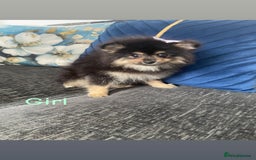 Pomeranian dogs for sale: High quality Pomeranian puppies  - Image 9