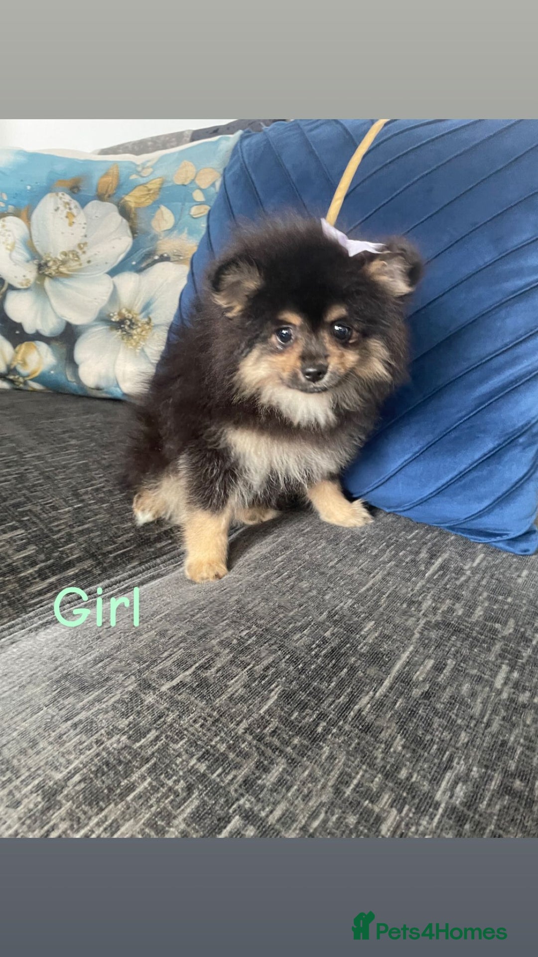 Pomeranian dogs for sale: High quality Pomeranian puppies  - Image 9