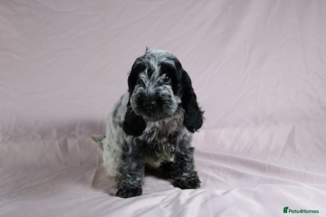 Cockapoo dogs for sale: Ready now beautiful litter F1B cockapoo puppies  in Leicester - Image 27