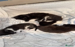 Domestic Shorthair cats for sale: 3 gorgeous kittens 6 weeks old atm - Image 5