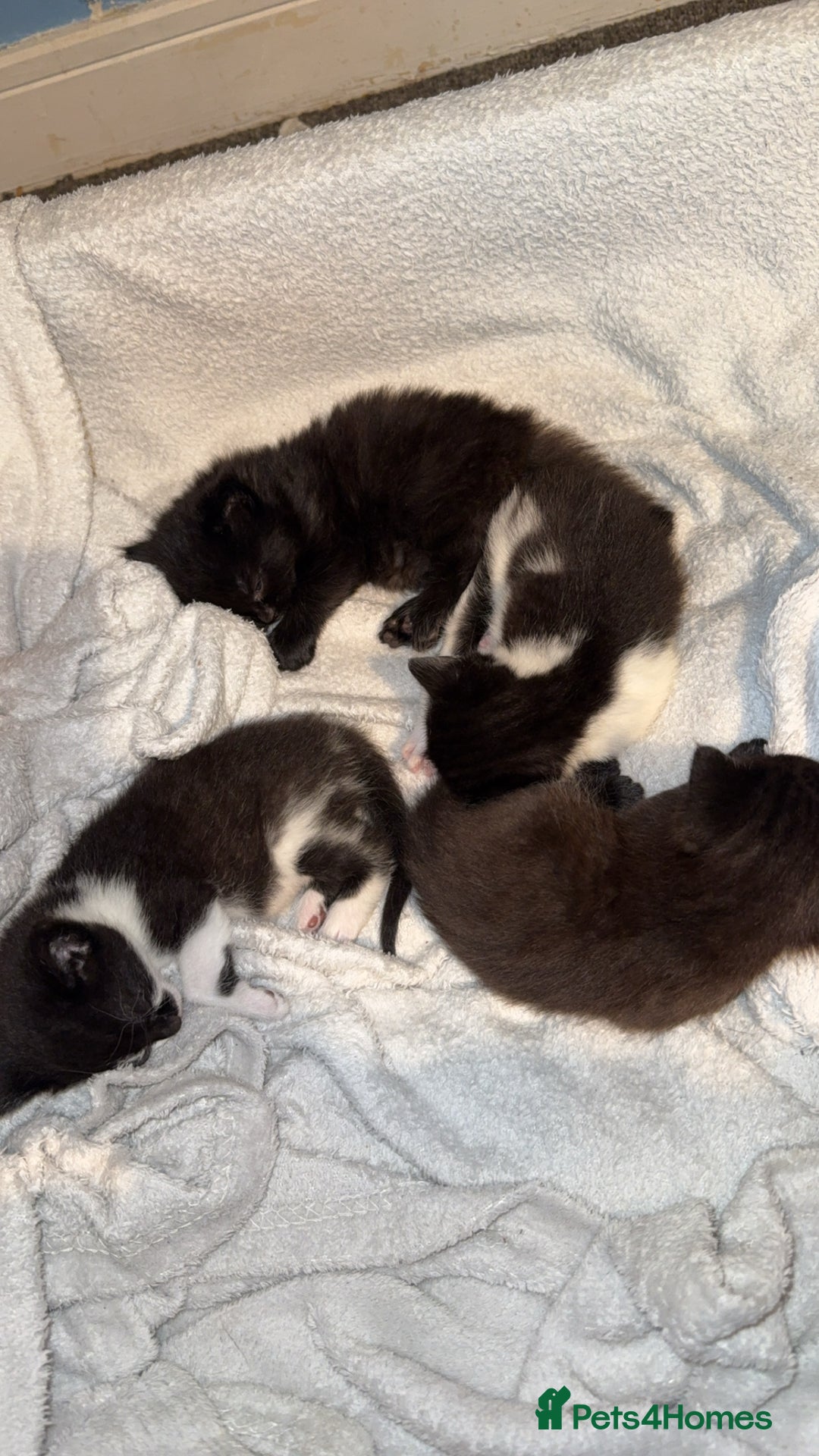 Domestic Shorthair cats for sale: 3 gorgeous kittens 6 weeks old atm - Image 5