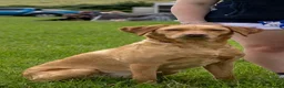 Labrador Retriever dogs for sale: 7 gorgeous kc reg Labradors  - Advert 8