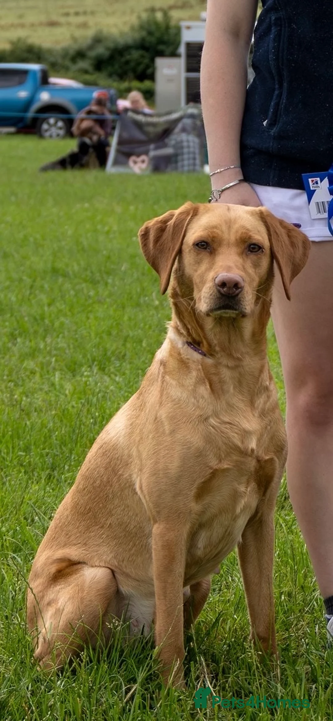 Labrador Retriever dogs for sale: 7 gorgeous kc reg Labradors  - Advert 8