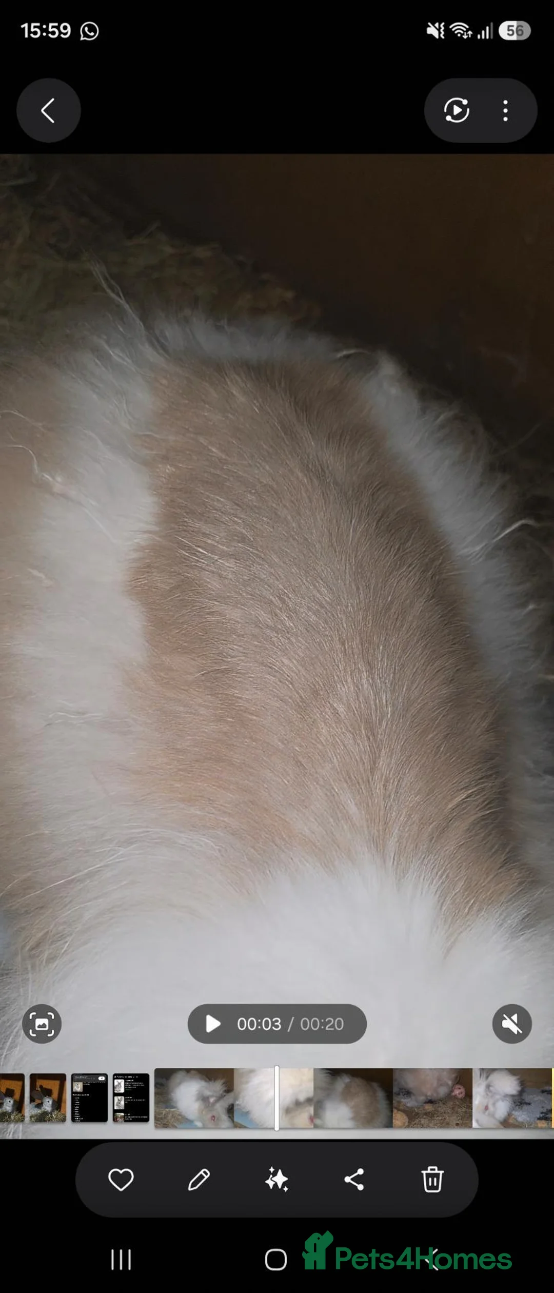 Mixed Breed rabbits for sale: Angora x Lionhead Doe Available  - Advert 3