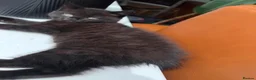 Mixed Breed cats for sale: Three lovely kittens.  - Advert 2