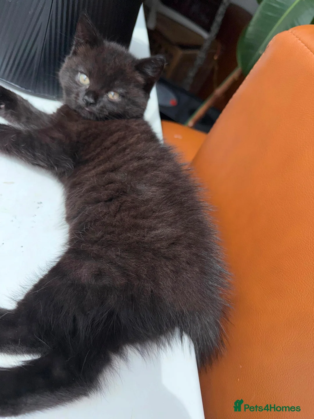 Mixed Breed cats for sale: Three lovely kittens.  - Advert 2