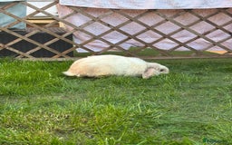 Dwarf Lop rabbits for sale: Thumper  - Image 1