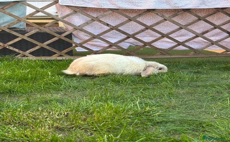 Dwarf Lop rabbits - Advert 1