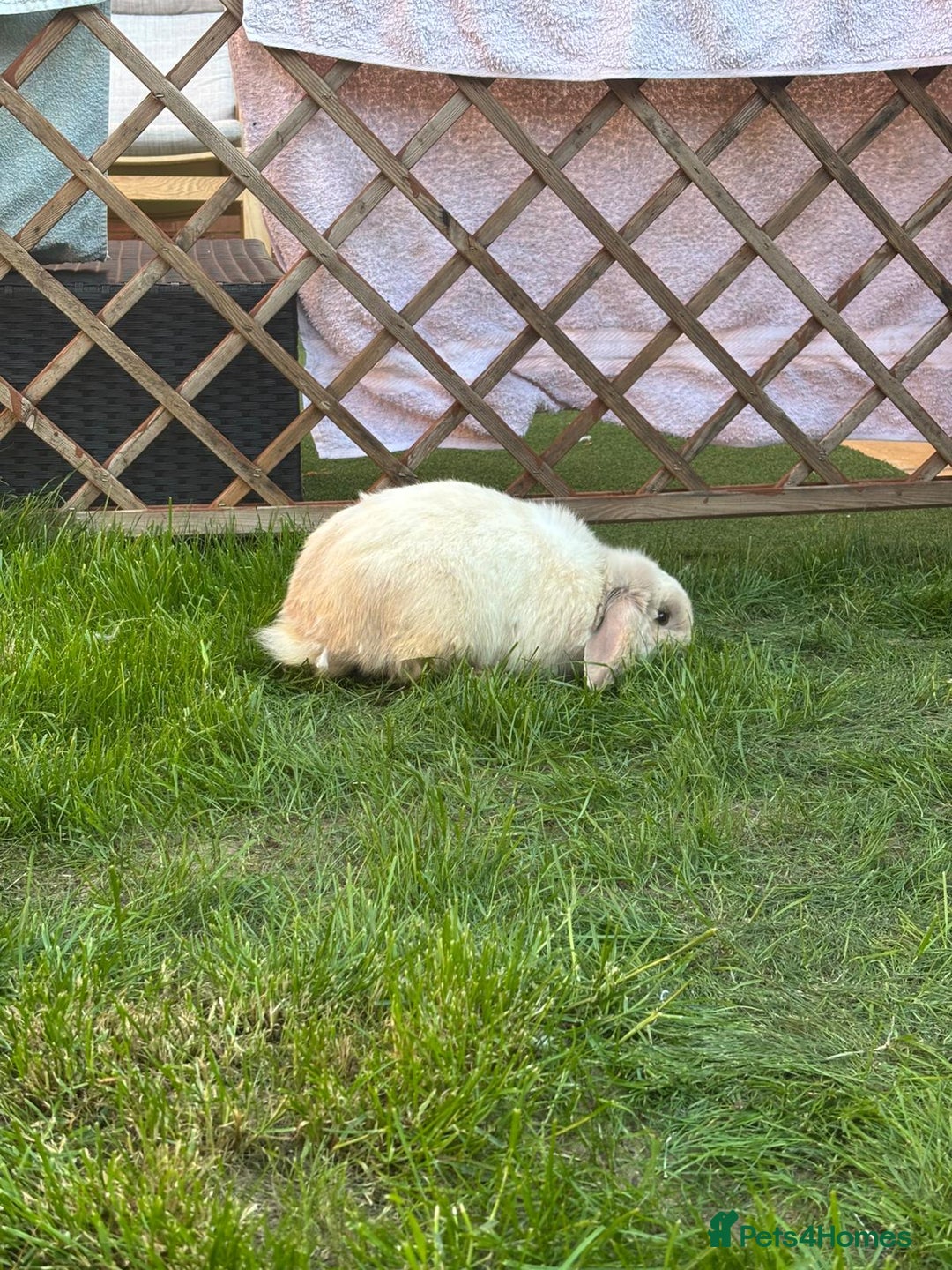 Dwarf Lop rabbits for sale: Thumper  - Image 1