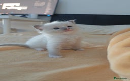Ragdoll cats for sale: Pure Ragdoll Kittens (2 Male, 2 Female) - Image 9