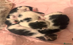 Maine Coon cats for sale: 4 kittens available  - Image 2