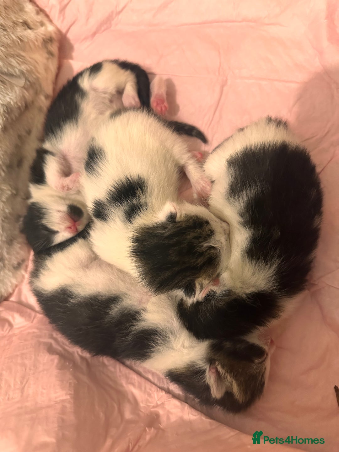 Maine Coon cats for sale: 4 kittens available  - Image 2