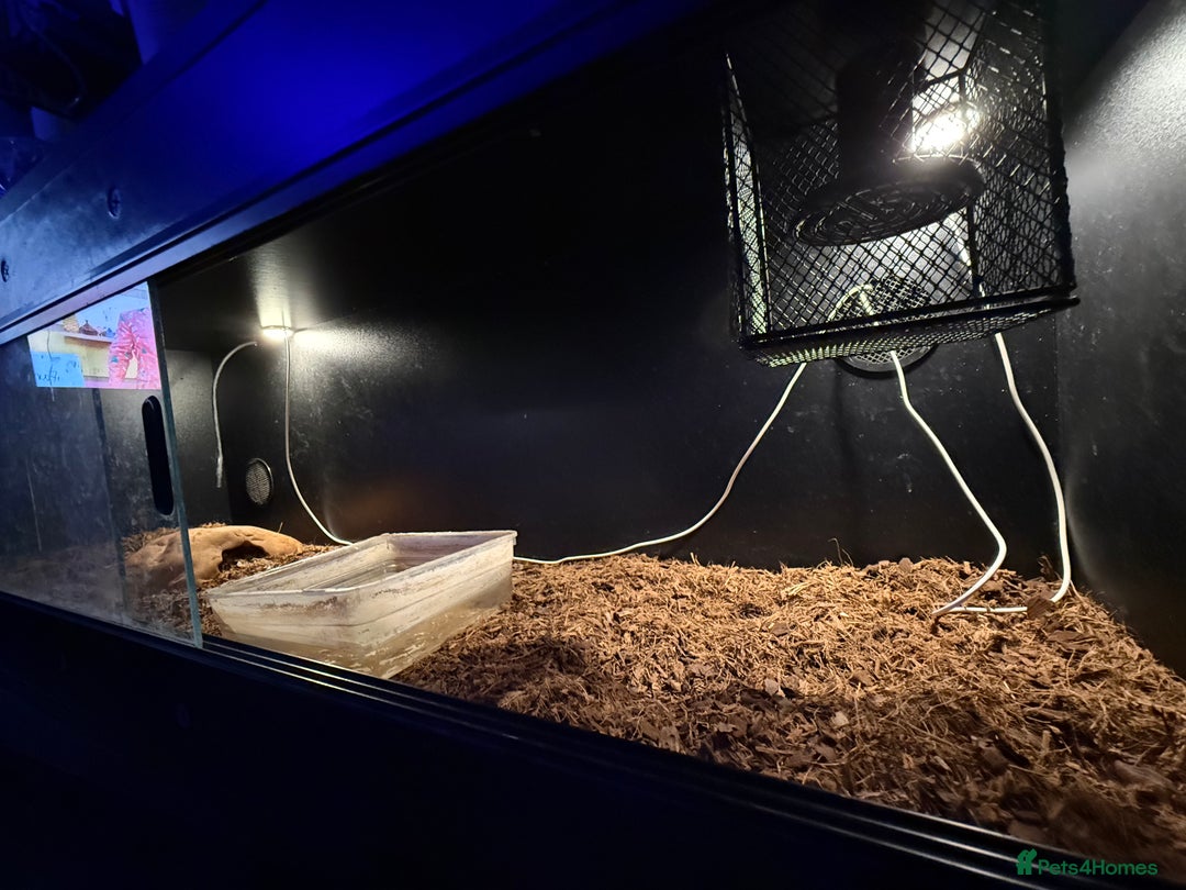 Boa Snake reptiles for sale: Boa constrictor for sale  - Advert 4