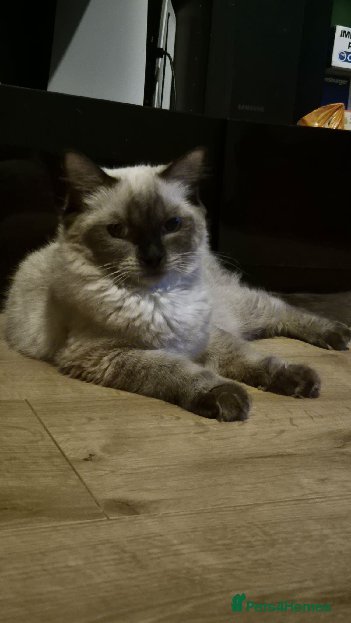 Ragdoll cats Chocolate point ragdoll - Advert 1