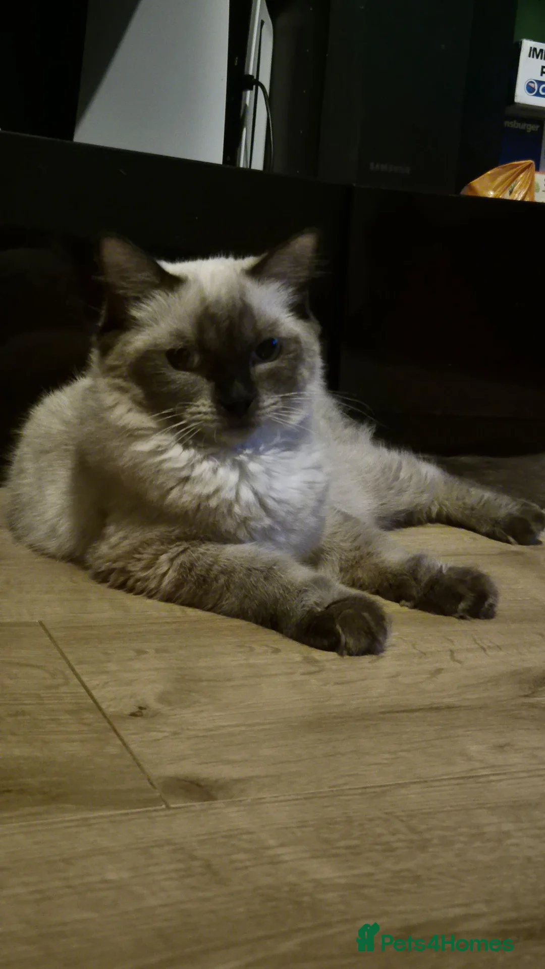 Ragdoll cats for sale: Chocolate point ragdoll in Dagenham - Advert 1
