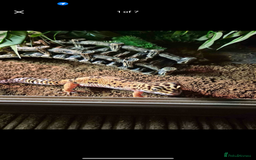 Leopard Gecko reptiles for sale: Leopard gecko with full enclosure  - Advert 3