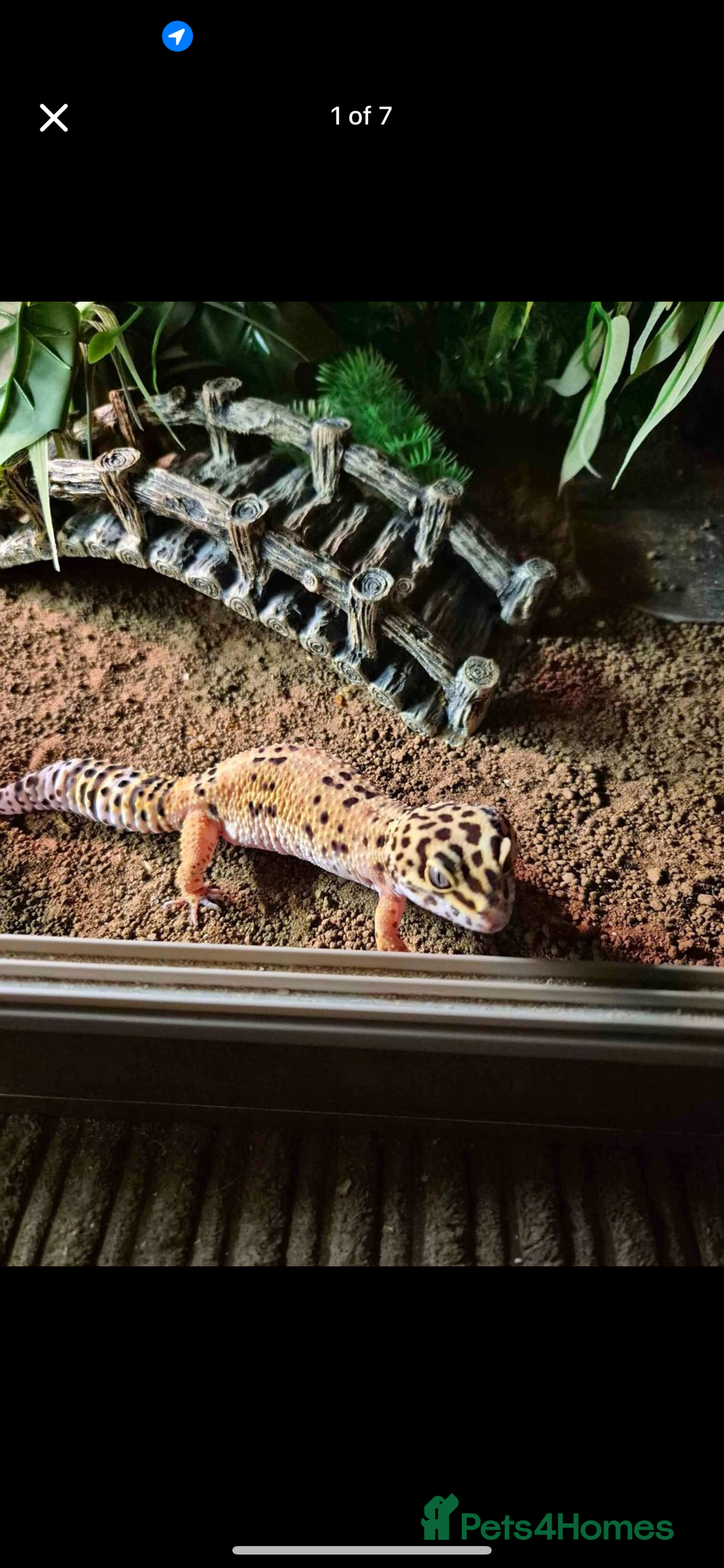 Leopard Gecko reptiles for sale: Leopard gecko with full enclosure  - Advert 3